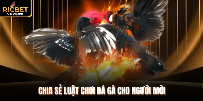 Chia sẻ luật chơi đá gà cho người mới