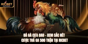 Đá Gà Cựa Dao - Xem Sắc Nét Cược Thả Ga 500 Trận Tại Ricbet