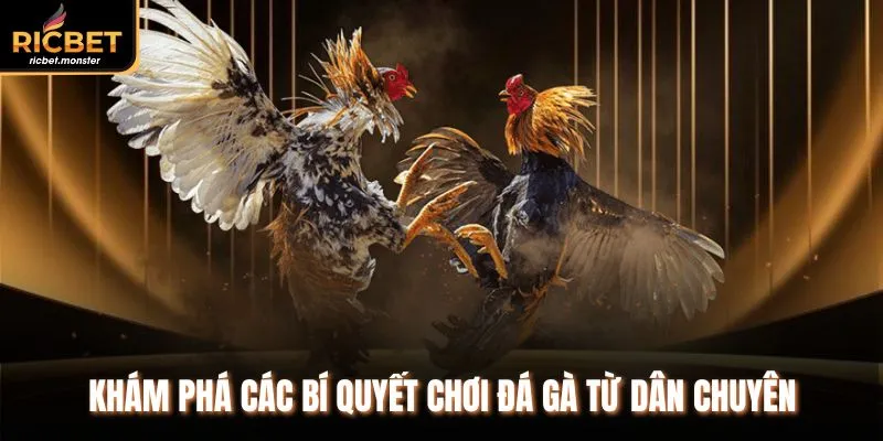 Khám phá các bí quyết chơi đá gà từ dân chuyên